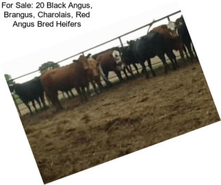 For Sale: 20 Black Angus, Brangus, Charolais, Red Angus Bred Heifers