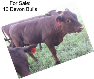 For Sale: 10 Devon Bulls