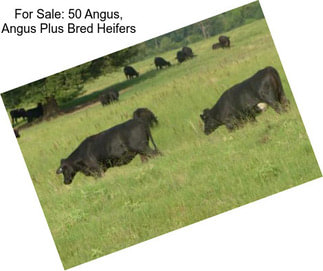 For Sale: 50 Angus, Angus Plus Bred Heifers