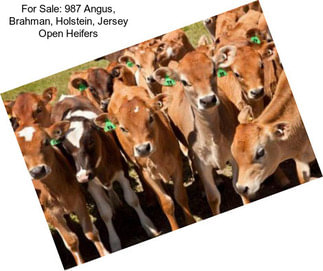For Sale: 987 Angus, Brahman, Holstein, Jersey Open Heifers