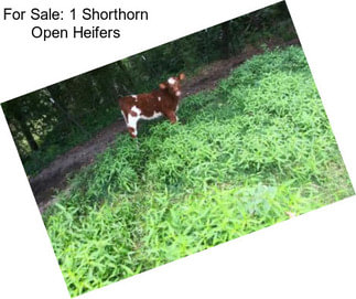 For Sale: 1 Shorthorn Open Heifers