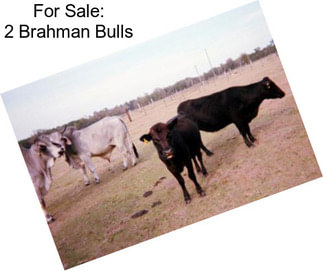 For Sale: 2 Brahman Bulls