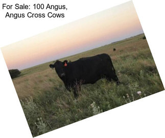 For Sale: 100 Angus, Angus Cross Cows