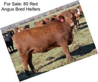 For Sale: 80 Red Angus Bred Heifers