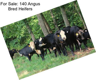 For Sale: 140 Angus Bred Heifers