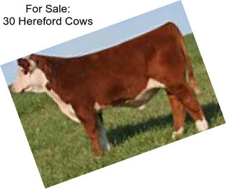 For Sale: 30 Hereford Cows