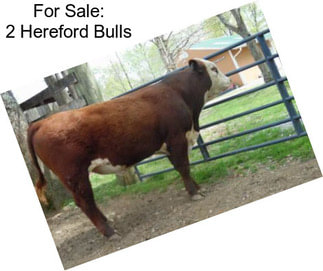 For Sale: 2 Hereford Bulls