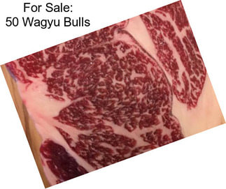 For Sale: 50 Wagyu Bulls