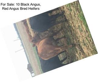 For Sale: 10 Black Angus, Red Angus Bred Heifers