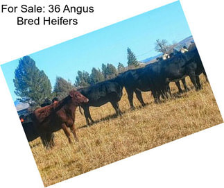 For Sale: 36 Angus Bred Heifers