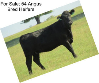For Sale: 54 Angus Bred Heifers