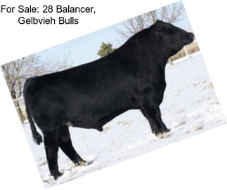 For Sale: 28 Balancer, Gelbvieh Bulls