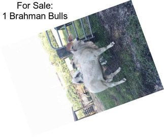 For Sale: 1 Brahman Bulls