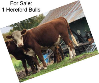 For Sale: 1 Hereford Bulls