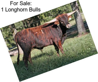 For Sale: 1 Longhorn Bulls