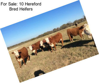 For Sale: 10 Hereford Bred Heifers