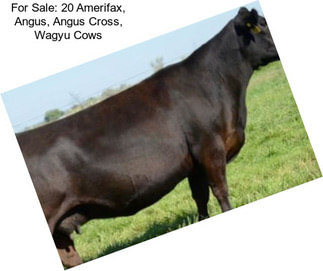 For Sale: 20 Amerifax, Angus, Angus Cross, Wagyu Cows