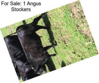 For Sale: 1 Angus Stockers