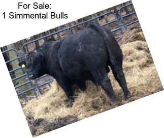 For Sale: 1 Simmental Bulls