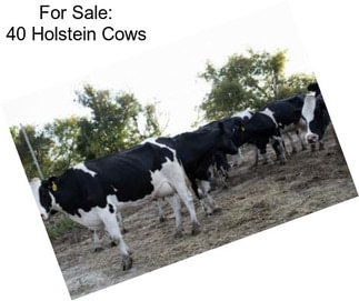 For Sale: 40 Holstein Cows