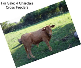 For Sale: 4 Charolais Cross Feeders