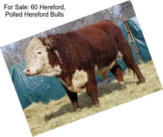 For Sale: 60 Hereford, Polled Hereford Bulls