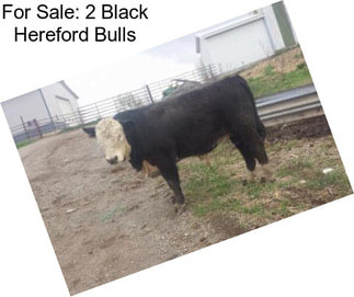 For Sale: 2 Black Hereford Bulls
