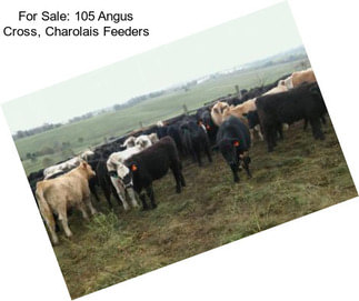 For Sale: 105 Angus Cross, Charolais Feeders