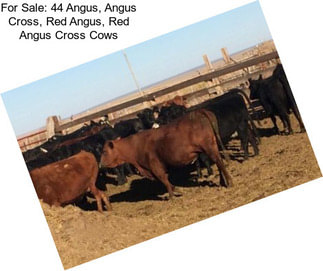 For Sale: 44 Angus, Angus Cross, Red Angus, Red Angus Cross Cows