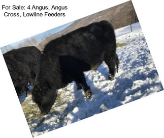 For Sale: 4 Angus, Angus Cross, Lowline Feeders