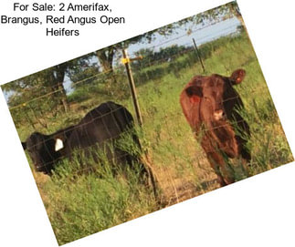 For Sale: 2 Amerifax, Brangus, Red Angus Open Heifers