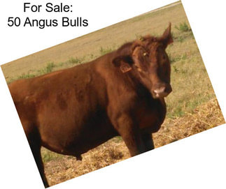 For Sale: 50 Angus Bulls