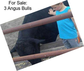 For Sale: 3 Angus Bulls