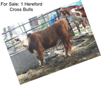 For Sale: 1 Hereford Cross Bulls