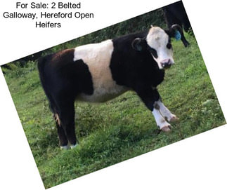 For Sale: 2 Belted Galloway, Hereford Open Heifers