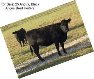 For Sale: 25 Angus, Black Angus Bred Heifers