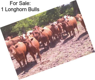 For Sale: 1 Longhorn Bulls