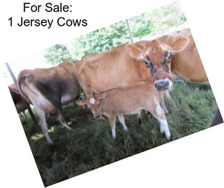 For Sale: 1 Jersey Cows