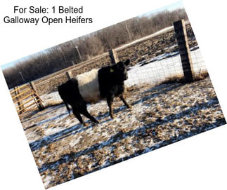 For Sale: 1 Belted Galloway Open Heifers