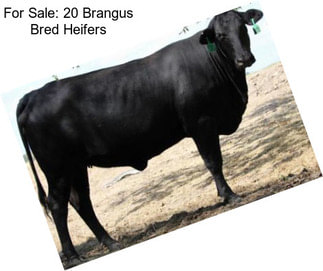 For Sale: 20 Brangus Bred Heifers