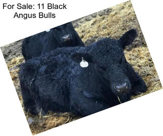 For Sale: 11 Black Angus Bulls