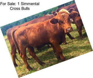 For Sale: 1 Simmental Cross Bulls