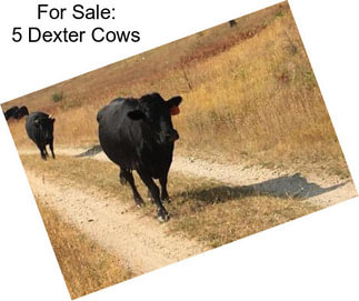 For Sale: 5 Dexter Cows