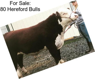 For Sale: 80 Hereford Bulls