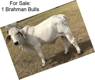 For Sale: 1 Brahman Bulls