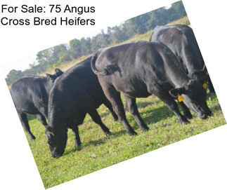 For Sale: 75 Angus Cross Bred Heifers