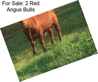 For Sale: 2 Red Angus Bulls