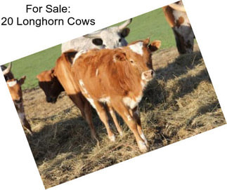 For Sale: 20 Longhorn Cows