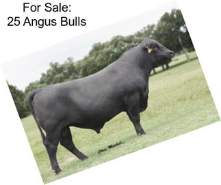 For Sale: 25 Angus Bulls