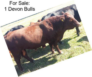 For Sale: 1 Devon Bulls